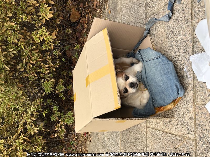 서울 동대문구 시츄요 4번째 사진