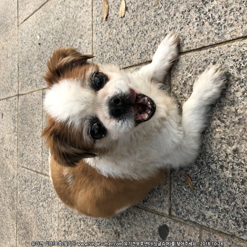서울 동대문구 시츄요 2번째 사진