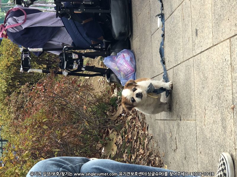 서울 동대문구 시츄요 3번째 사진