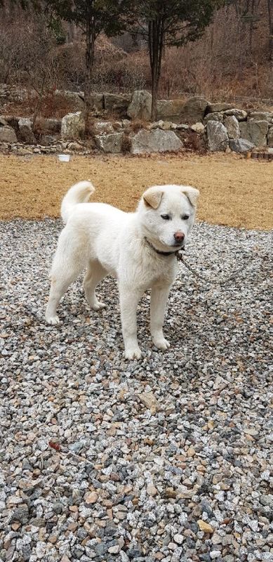 진돗개? 보호중이예요!!!