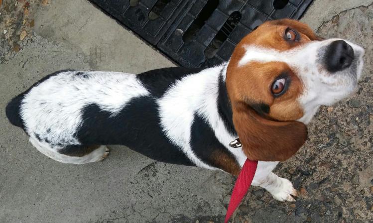 서구 평리광맨부근 발견 수컷비글 보호중 - 보호중이예요 - 유기견 보호 센터 - 이미지 1