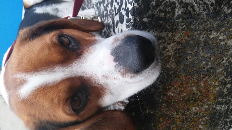 서구 평리광맨부근 발견 수컷비글 보호중 - 보호중이예요 - 유기견 보호 센터 - 이미지 3