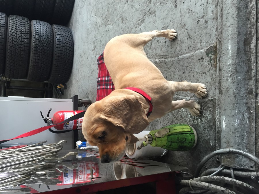 유기동물 발견 신고 | 강아지 고양이 구조 보호중 - 펫찾기 20번째 사진