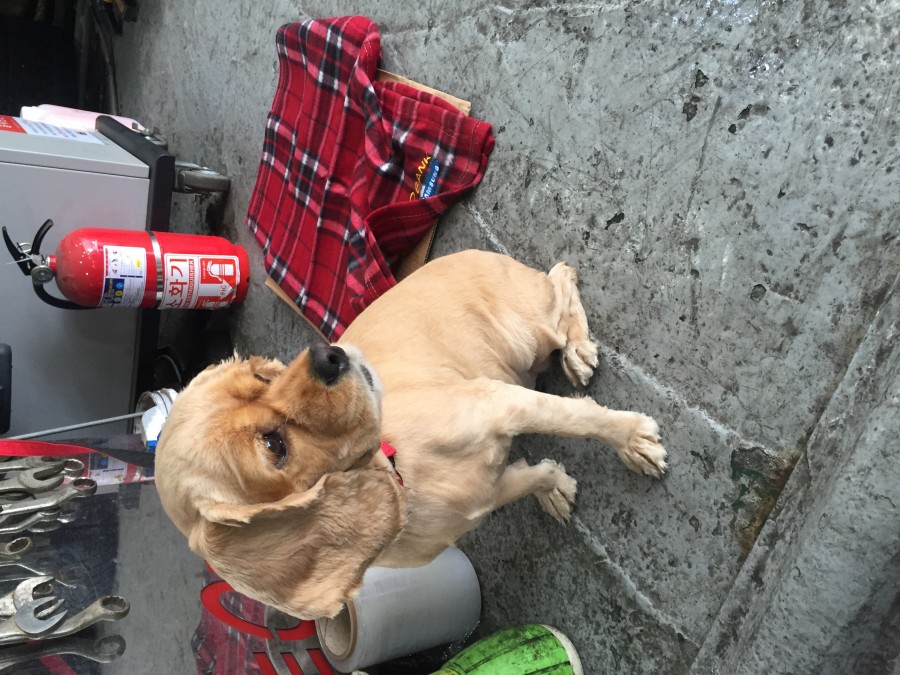 유기동물 발견 신고 | 강아지 고양이 구조 보호중 - 펫찾기 19번째 사진