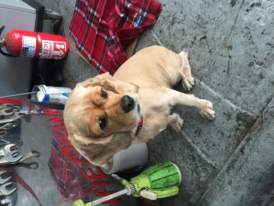 유기동물 발견 신고 | 강아지 고양이 구조 보호중 - 펫찾기 18번째 사진