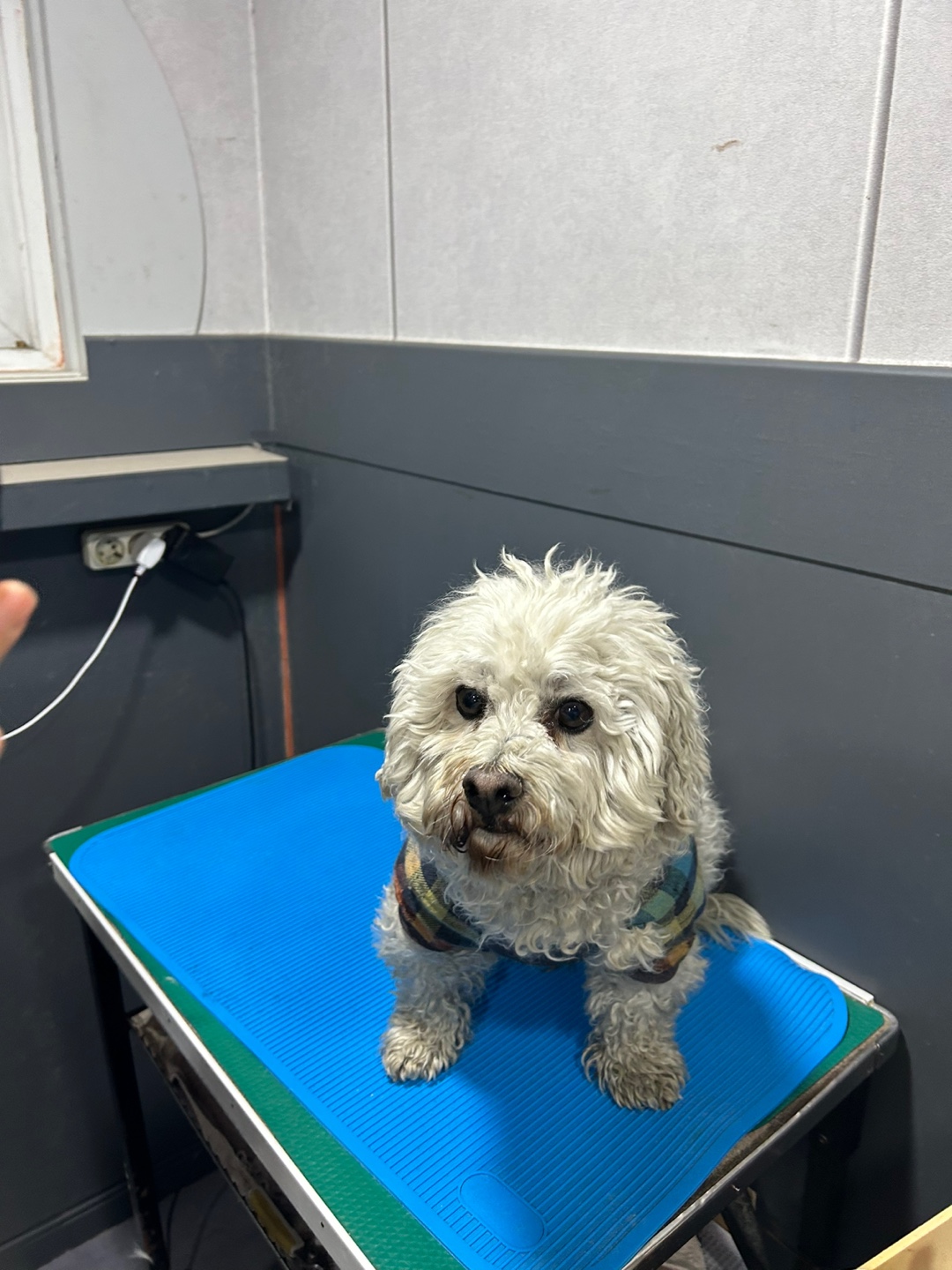 비숑(?)남아 보호자 찾아요