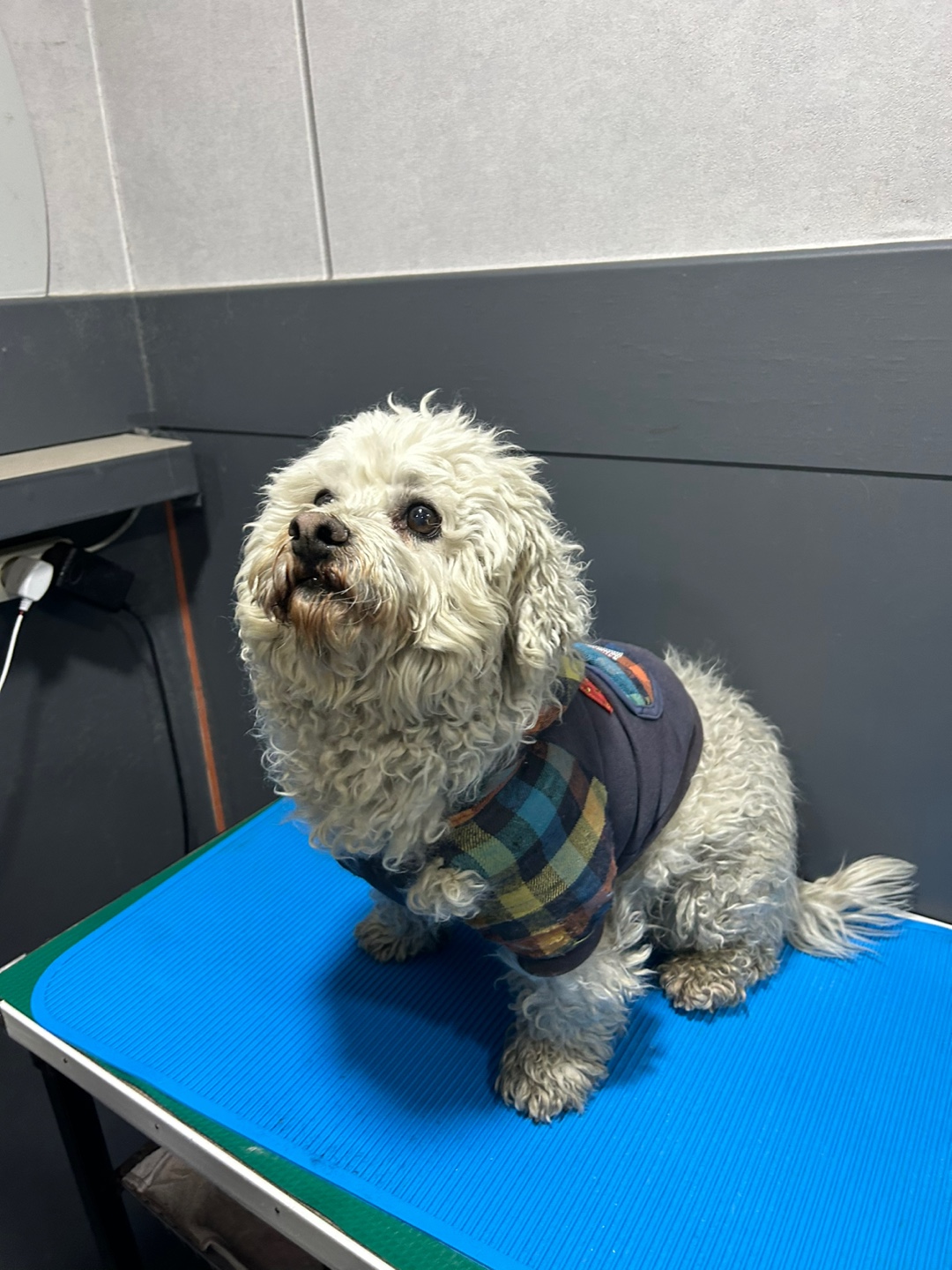 비숑(?)남아 보호자 찾아요 2번째 사진