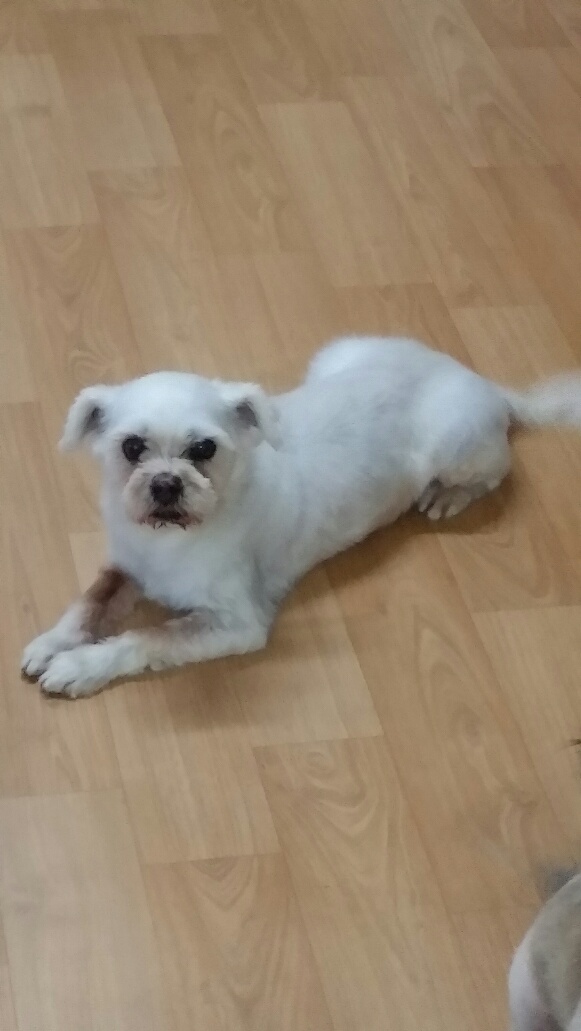 화곡역 28일 밤10시경 흰색 말티즈 믹스 수컷 보호중 - 보호중이예요 - 유기견 보호 센터 - 이미지 2