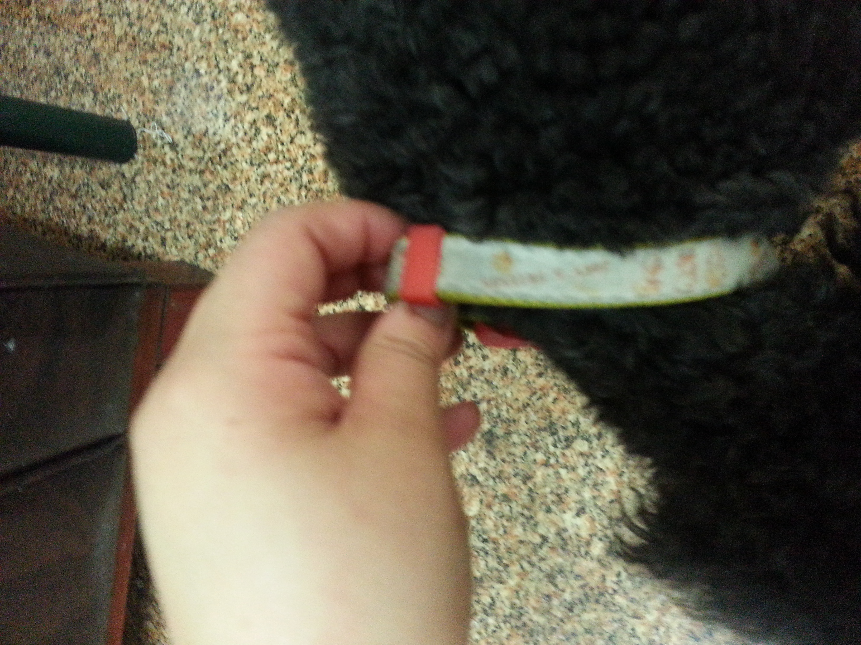 (부천시 오정구  삼정동) 블랙 푸들 보호중입니다 - 보호중이예요 - 유기견 보호 센터 - 이미지 1