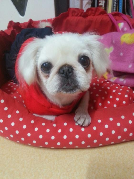 인천 제물포 페키여아 보호중입니다 - 보호중이예요 - 유기견 보호 센터 - 이미지 2