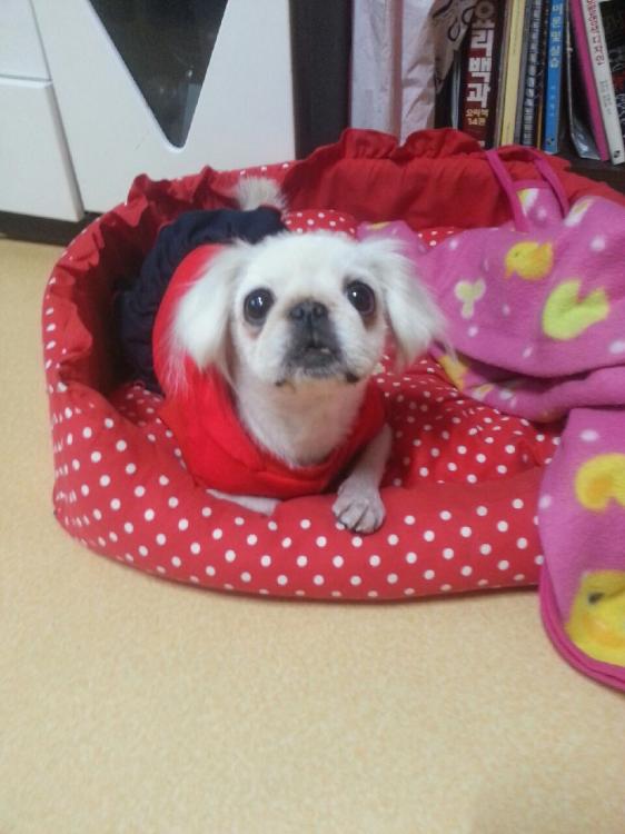 인천 제물포 페키여아 보호중입니다 - 보호중이예요 - 유기견 보호 센터 - 이미지 3