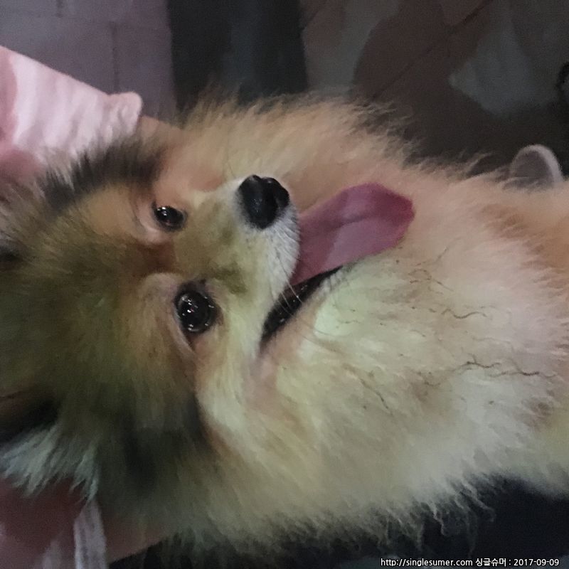 유기동물 발견 신고 | 강아지 고양이 구조 보호중 - 펫찾기 23번째 사진