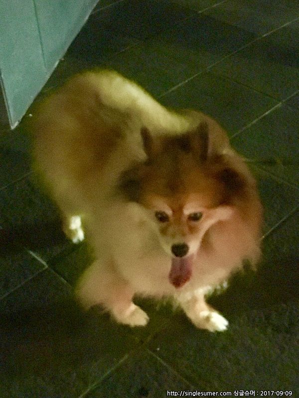 유기동물 발견 신고 | 강아지 고양이 구조 보호중 - 펫찾기 24번째 사진