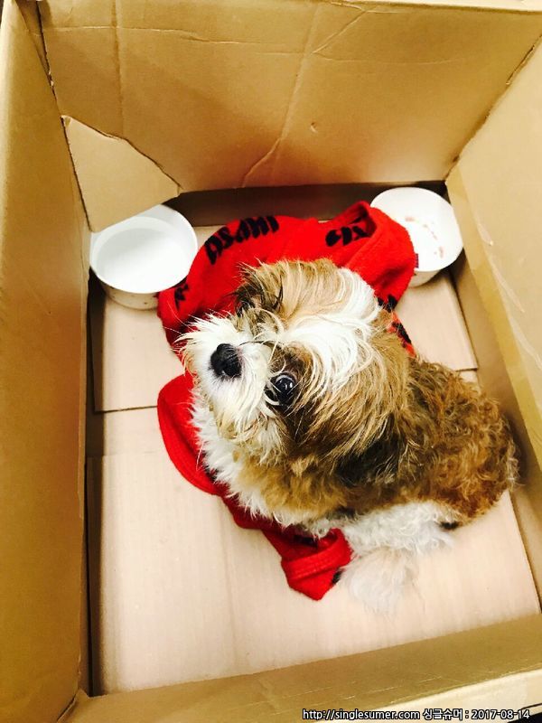 유기동물 발견 신고 | 강아지 고양이 구조 보호중 - 펫찾기 19번째 사진