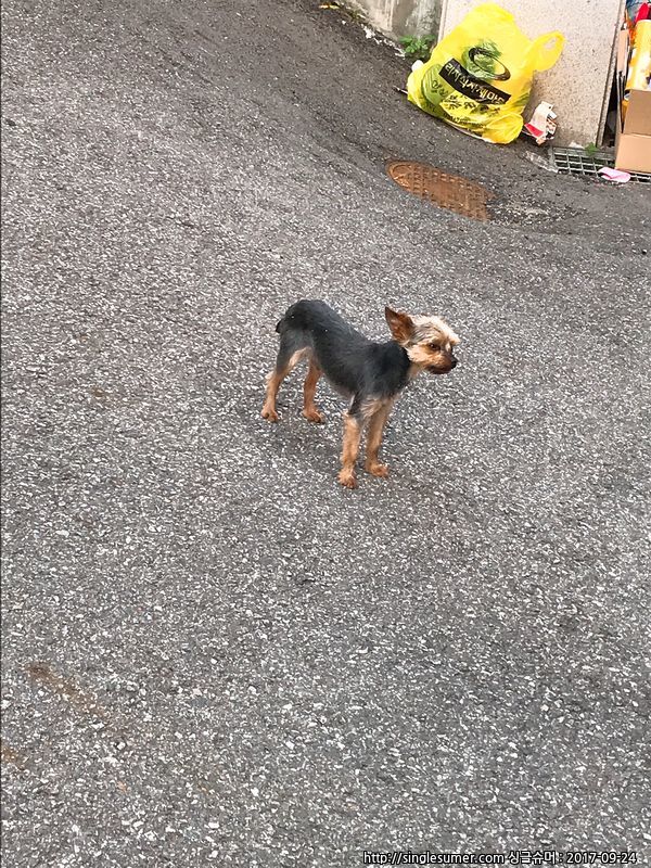 유기동물 발견 신고 | 강아지 고양이 구조 보호중 - 펫찾기 8번째 사진