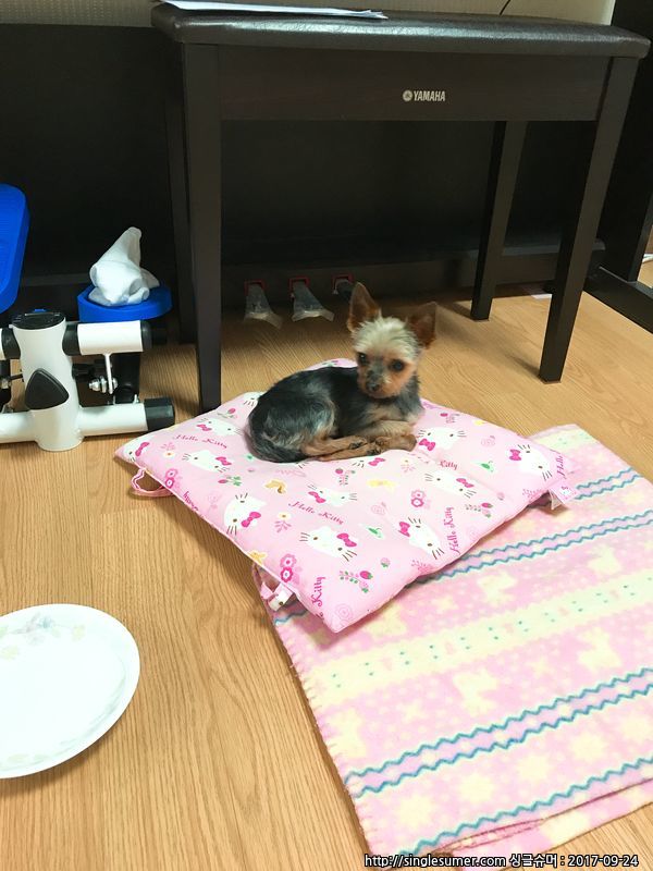 유기동물 발견 신고 | 강아지 고양이 구조 보호중 - 펫찾기 9번째 사진