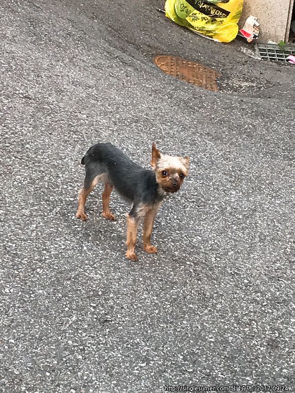 유기동물 발견 신고 | 강아지 고양이 구조 보호중 - 펫찾기 7번째 사진