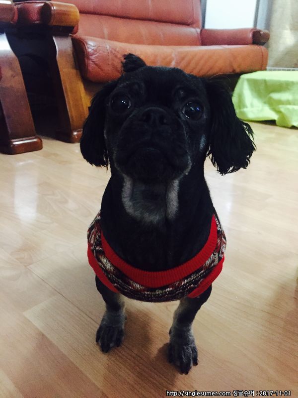 유기동물 발견 신고 | 강아지 고양이 구조 보호중 - 펫찾기 32번째 사진