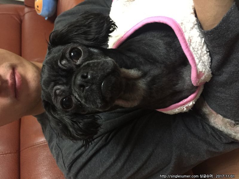 유기동물 발견 신고 | 강아지 고양이 구조 보호중 - 펫찾기 33번째 사진