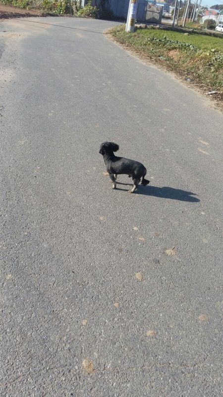 유기동물 발견 신고 | 강아지 고양이 구조 보호중 - 펫찾기 34번째 사진