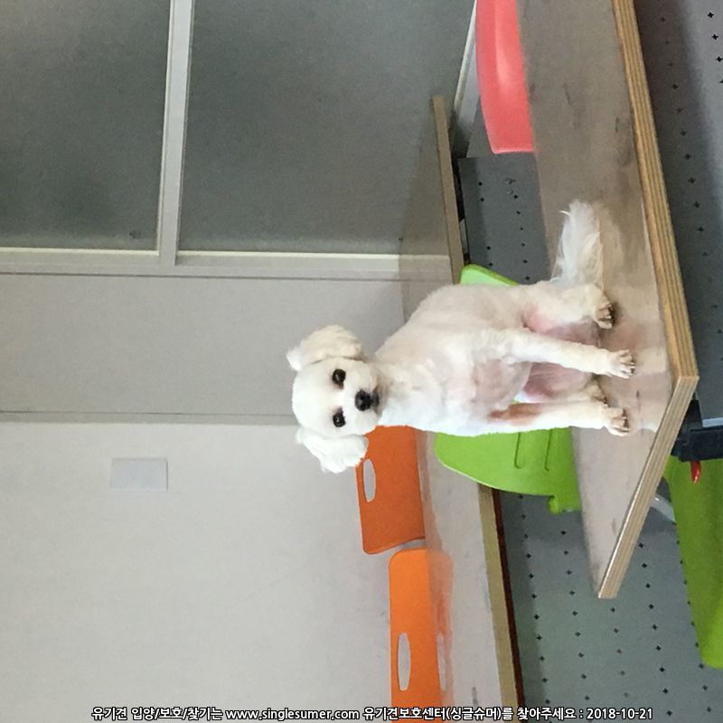 흰색 강아지 보호자를 찾습니다.