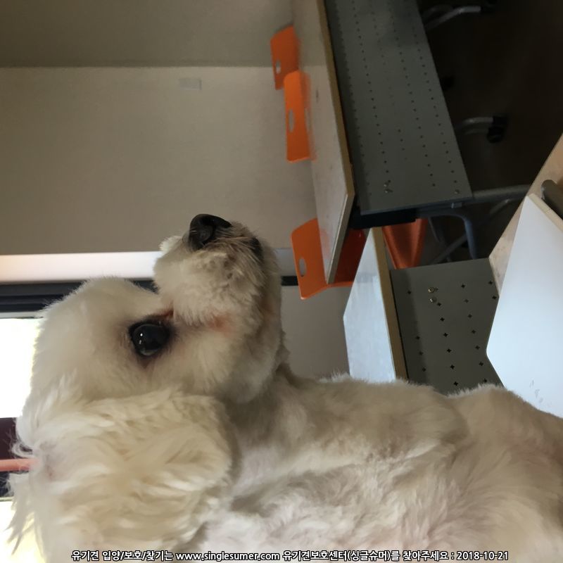 흰색 강아지 보호자를 찾습니다. 2번째 사진