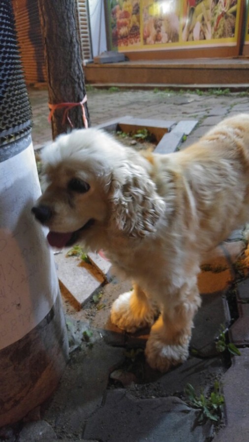 유기동물 발견 신고 | 강아지 고양이 구조 보호중 - 펫찾기 10번째 사진