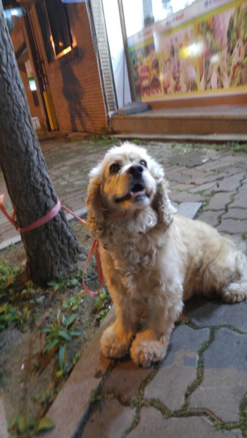 유기동물 발견 신고 | 강아지 고양이 구조 보호중 - 펫찾기 11번째 사진