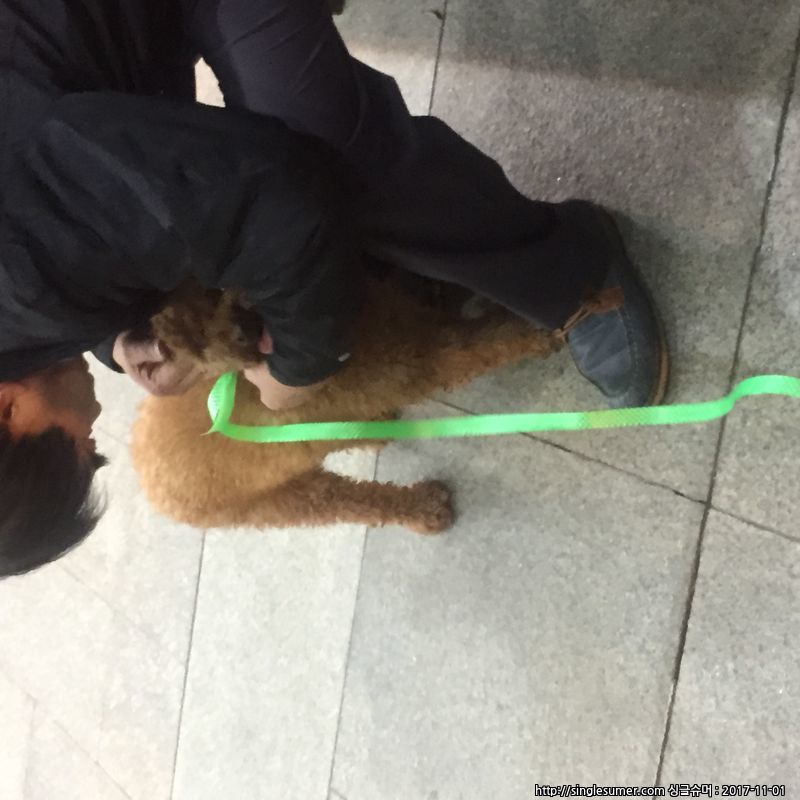 유기동물 발견 신고 | 강아지 고양이 구조 보호중 - 펫찾기 31번째 사진