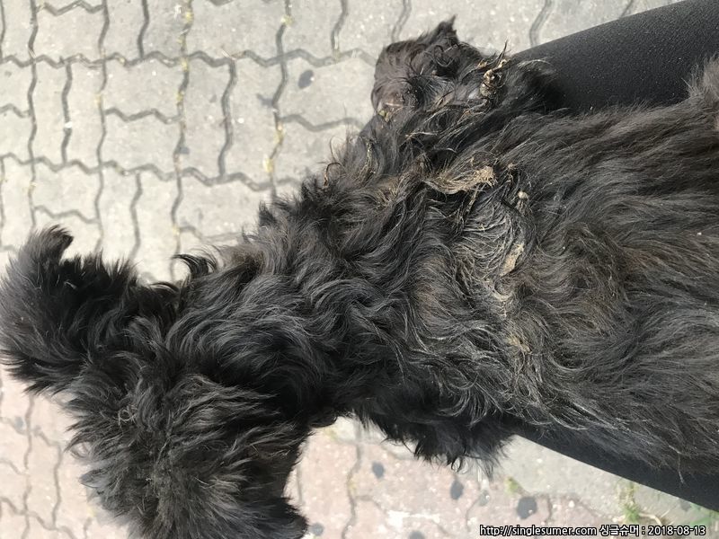 경기도 김포시 풍무동 검정 암컷 2번째 사진