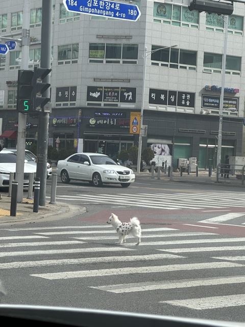 김포, 김포(장기동) 유기견 보호중입니다.