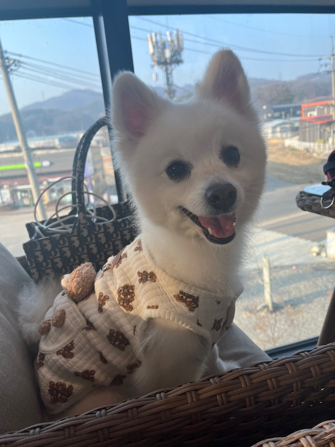 김포, 김포(장기동) 유기견 보호중입니다. 3번째 사진