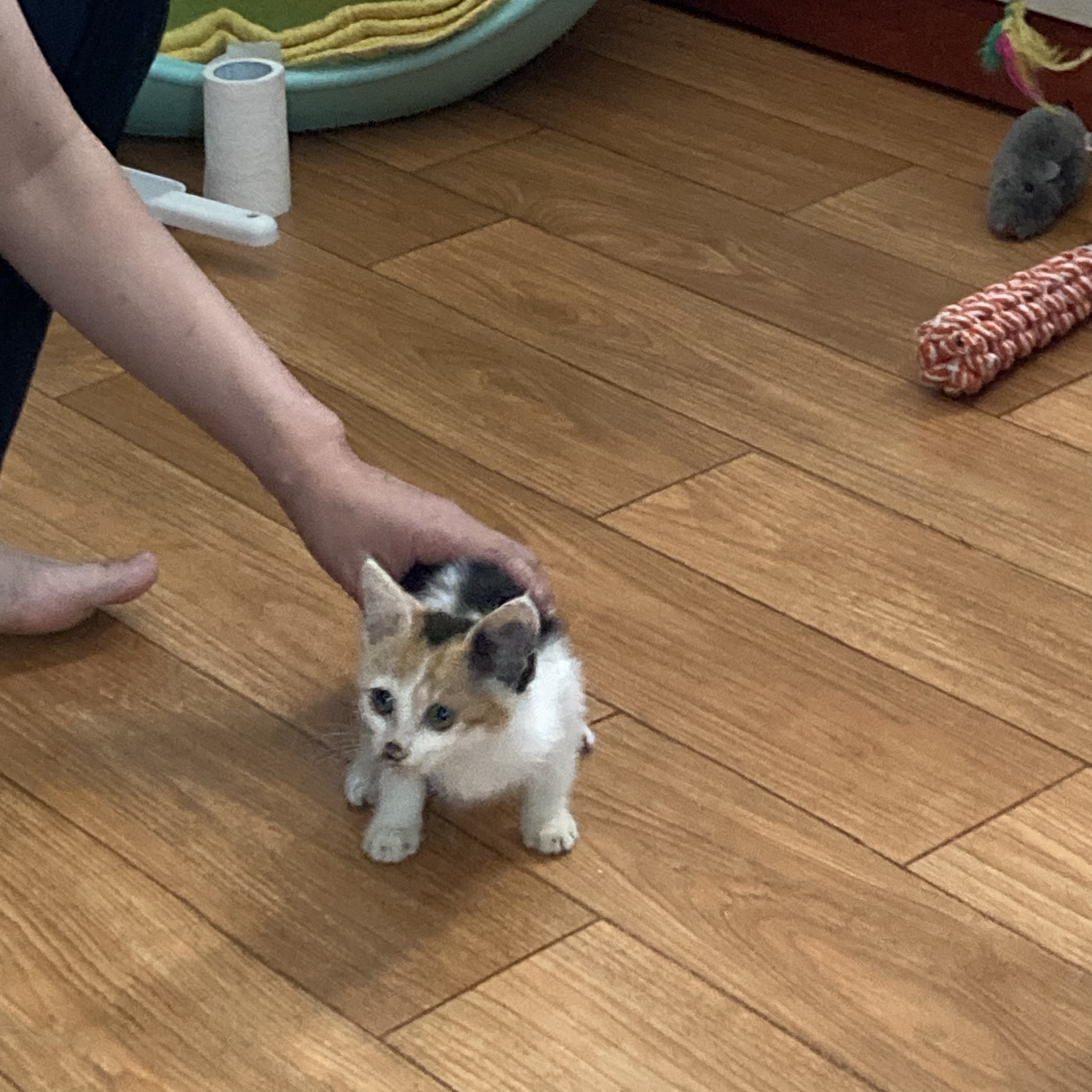 새끼길냥이 가족을 찾습니다 4번째 사진