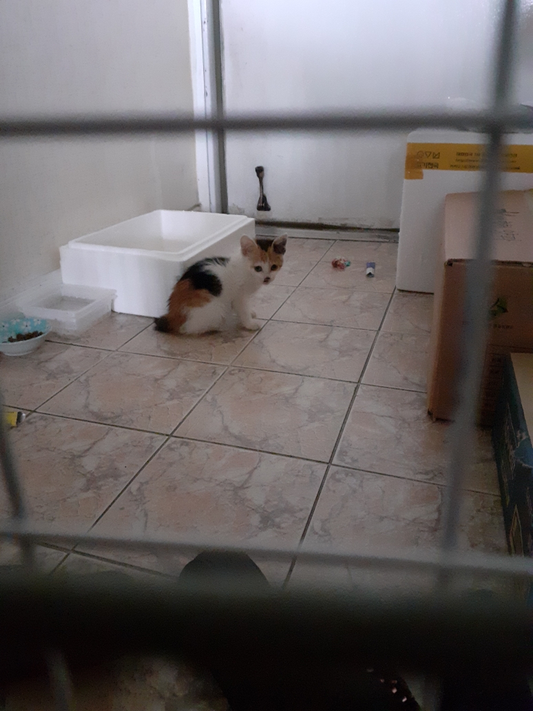 새끼길냥이 가족을 찾습니다 3번째 사진