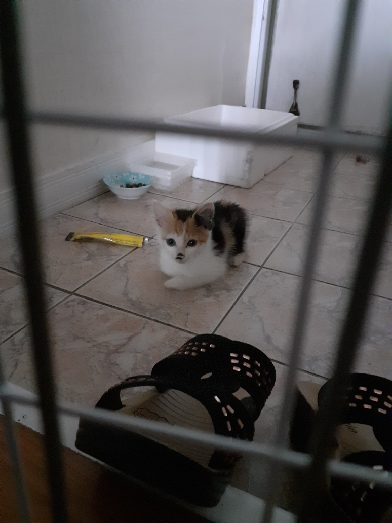 새끼길냥이 가족을 찾습니다 2번째 사진