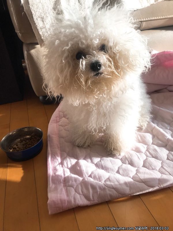 송파구에서 비숑 보호중