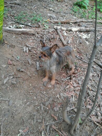 유기동물 발견 신고 | 강아지 고양이 구조 보호중 - 펫찾기 16번째 사진