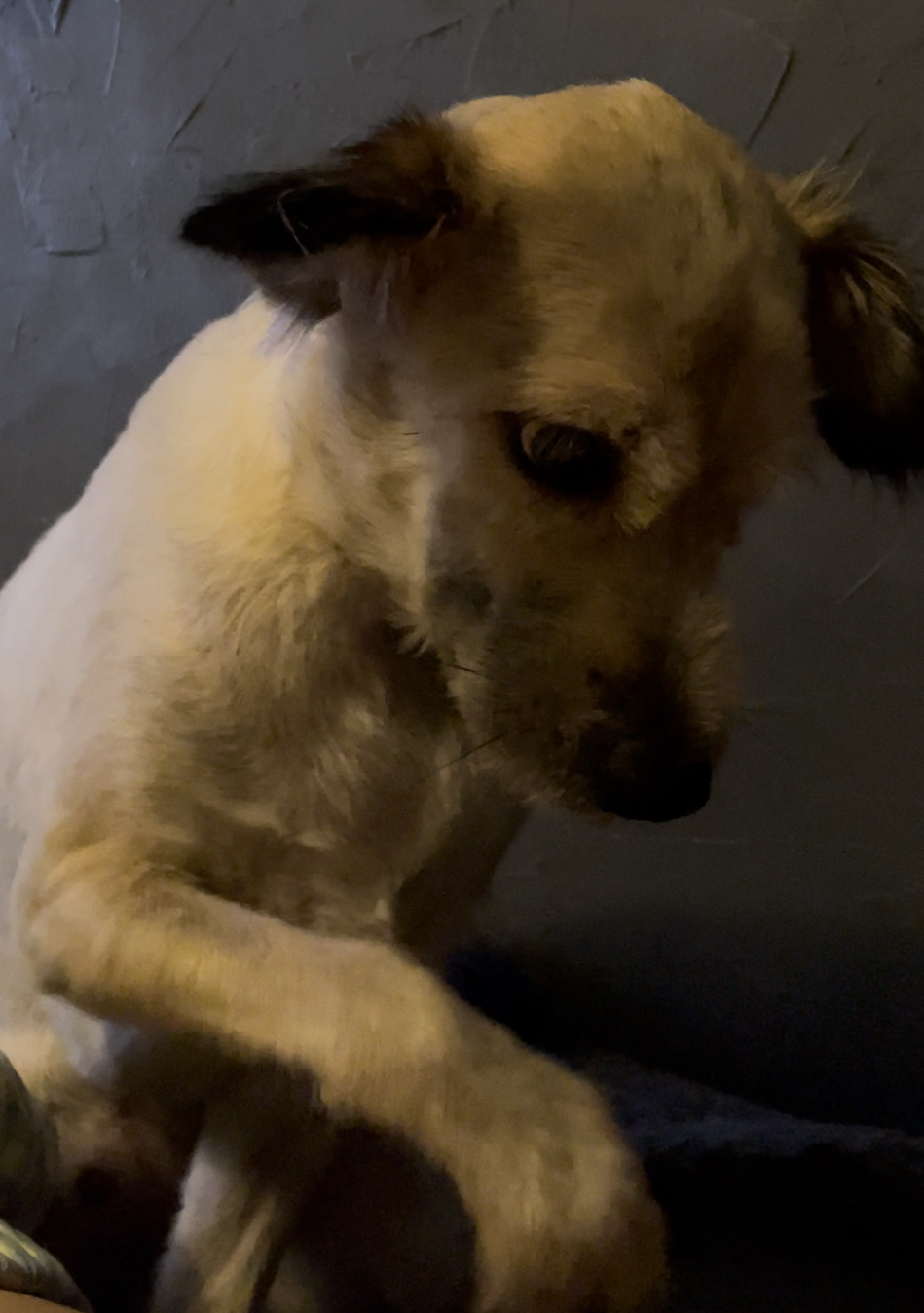 강아지 찾습니다..(법원읍 사거리 믹스견) 2번째 사진