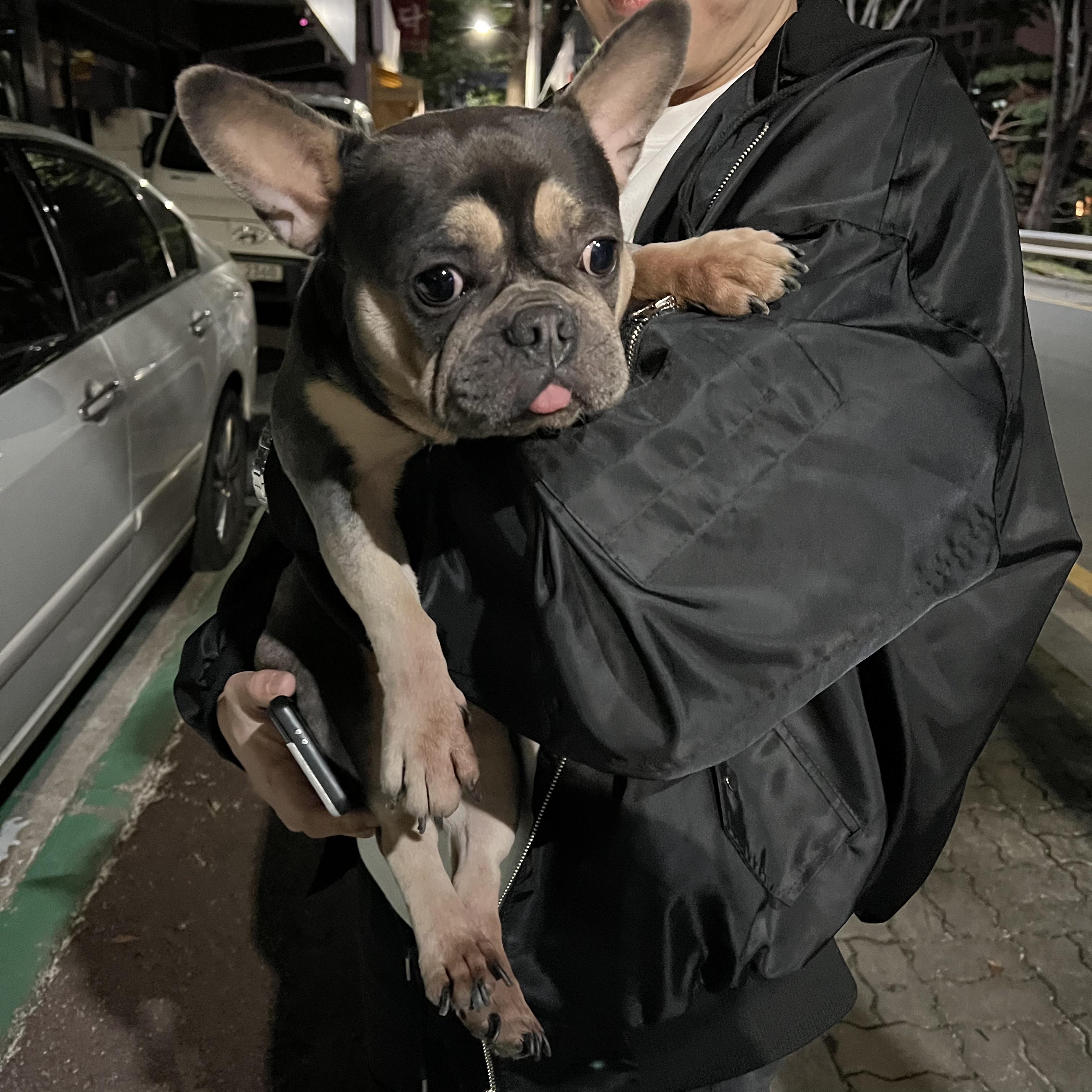 불독 강아지 주인 찾아요