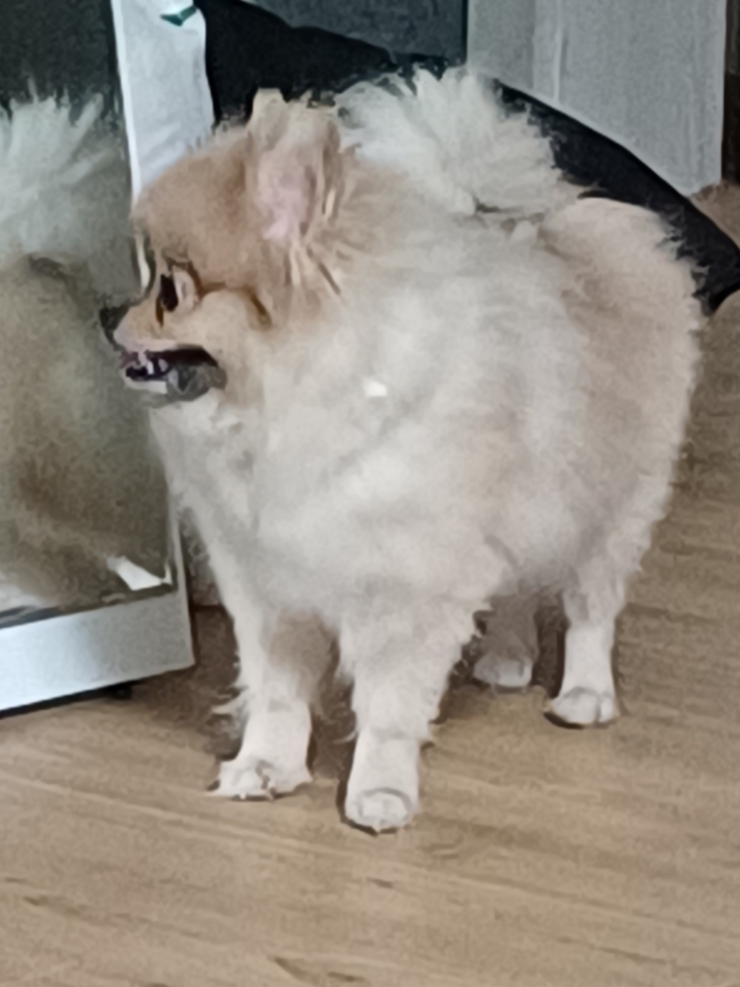 유기동물 발견 신고 | 강아지 고양이 구조 보호중 - 펫찾기 25번째 사진