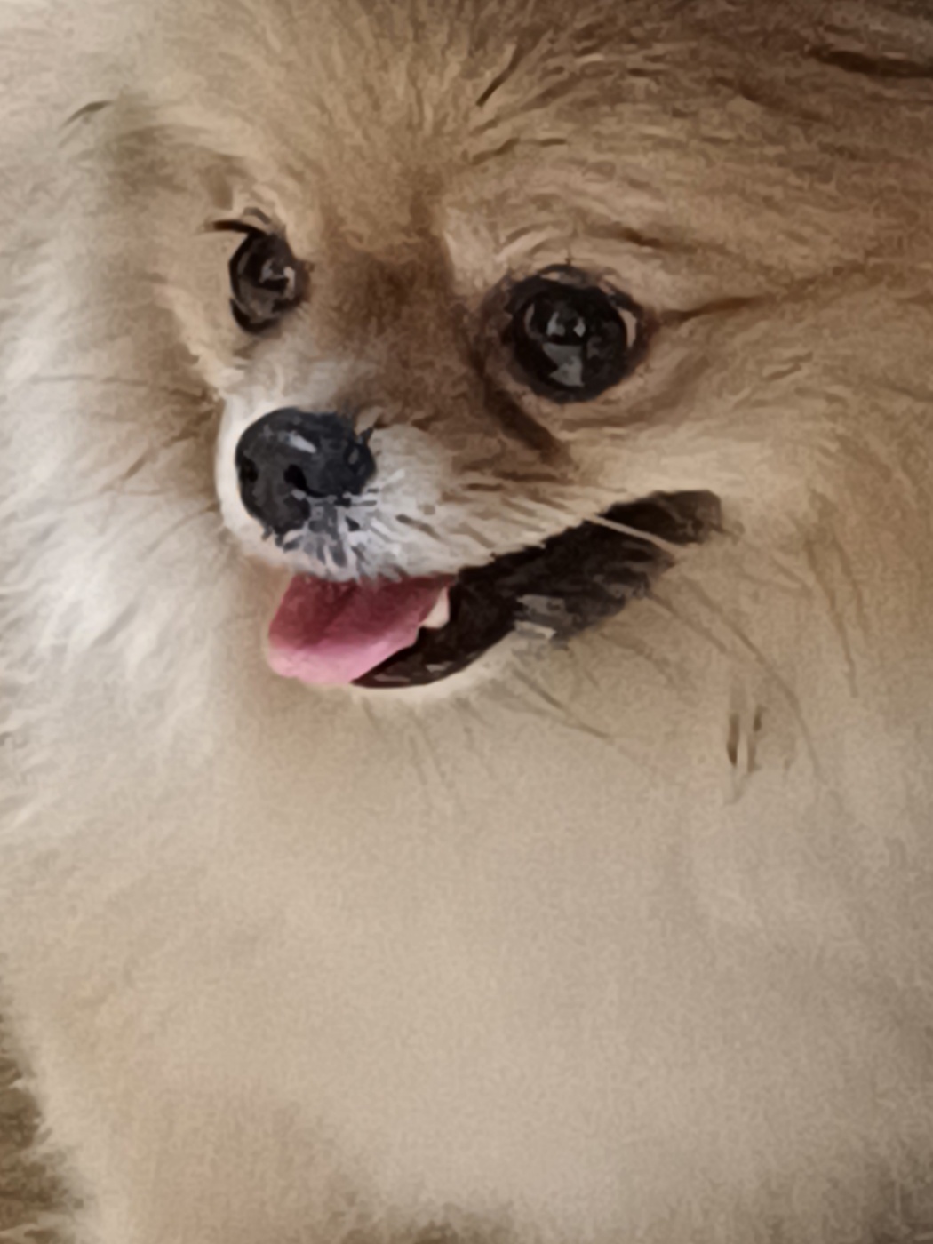 유기동물 발견 신고 | 강아지 고양이 구조 보호중 - 펫찾기 22번째 사진