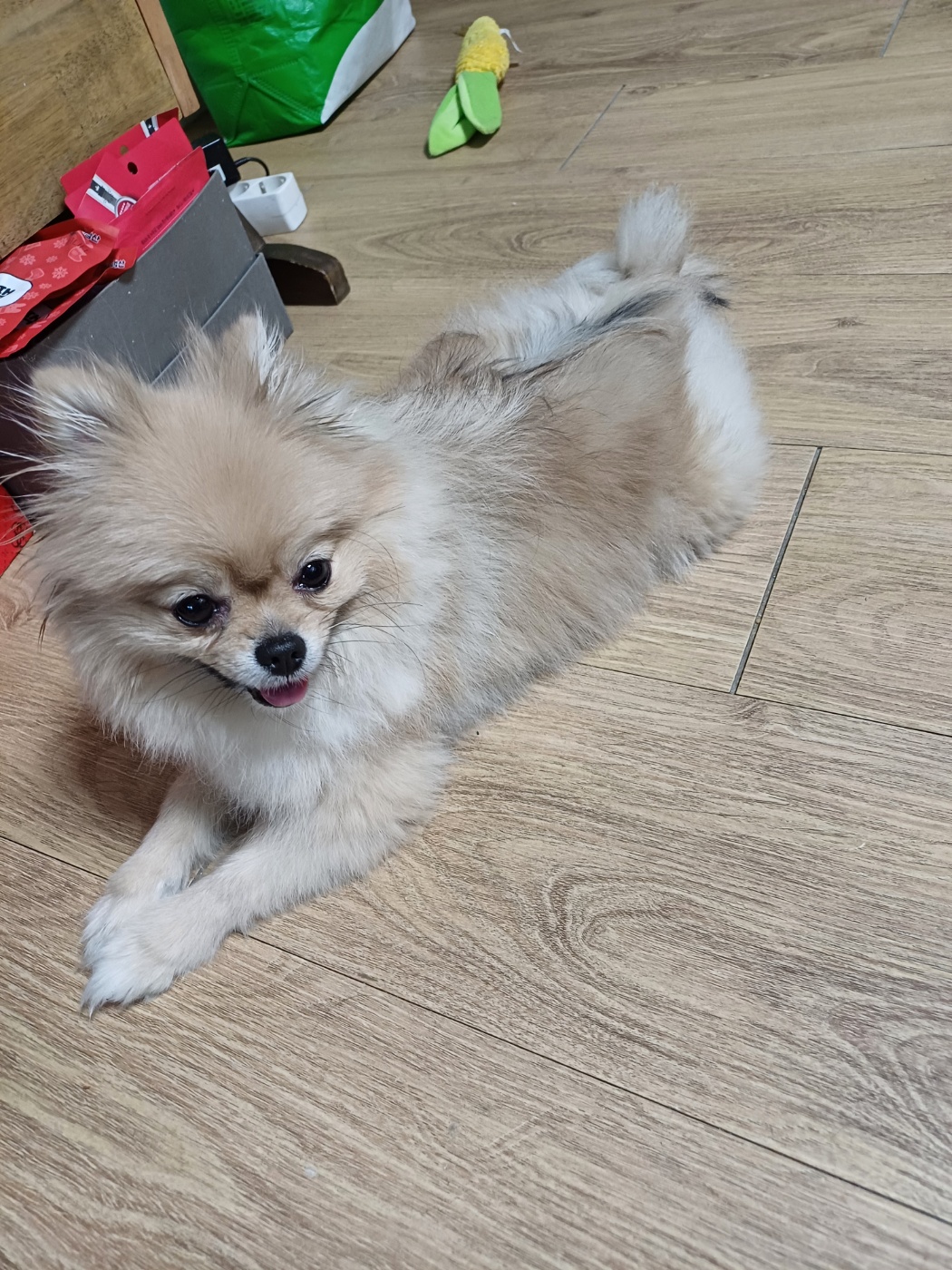 유기동물 발견 신고 | 강아지 고양이 구조 보호중 - 펫찾기 21번째 사진