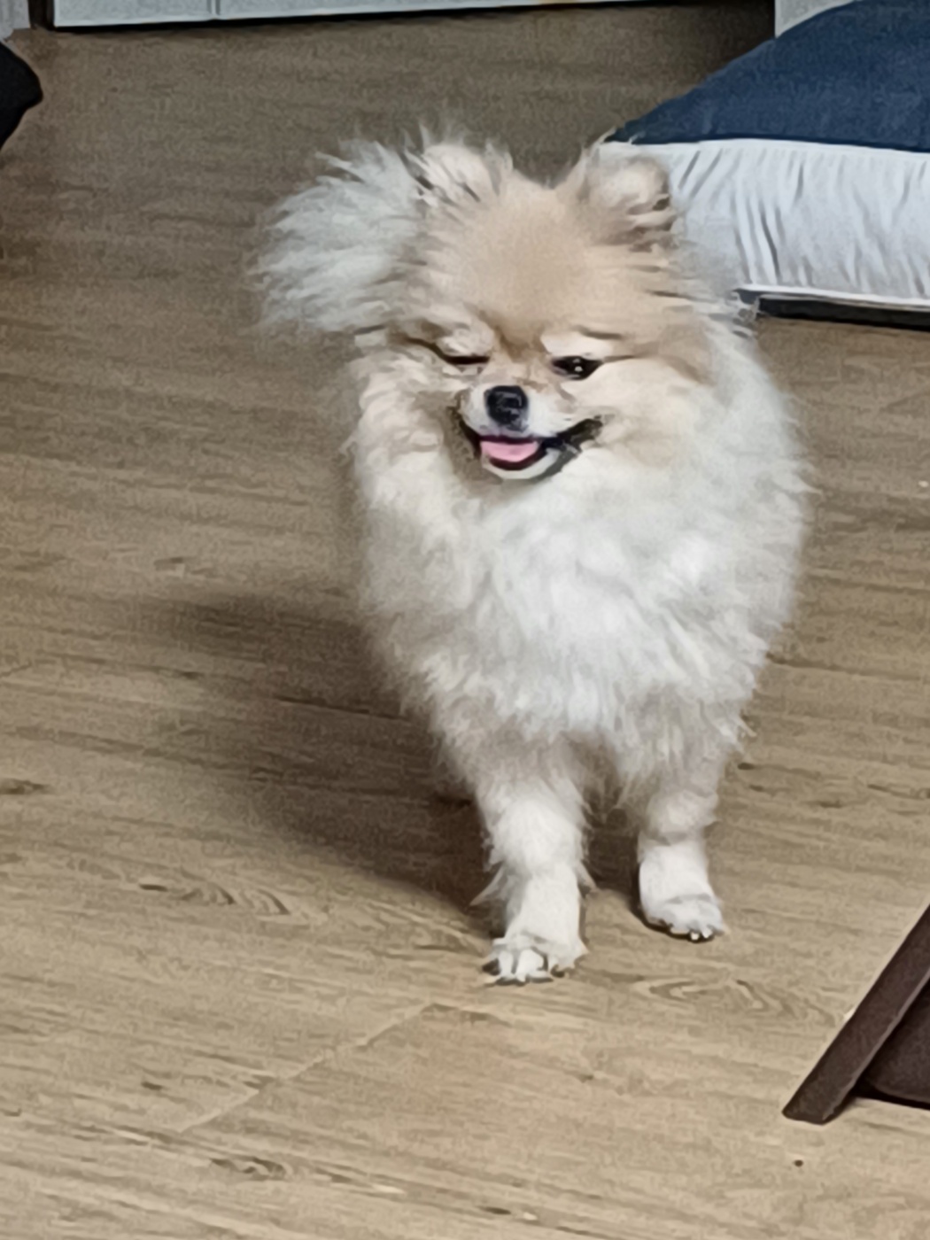 유기동물 발견 신고 | 강아지 고양이 구조 보호중 - 펫찾기 26번째 사진