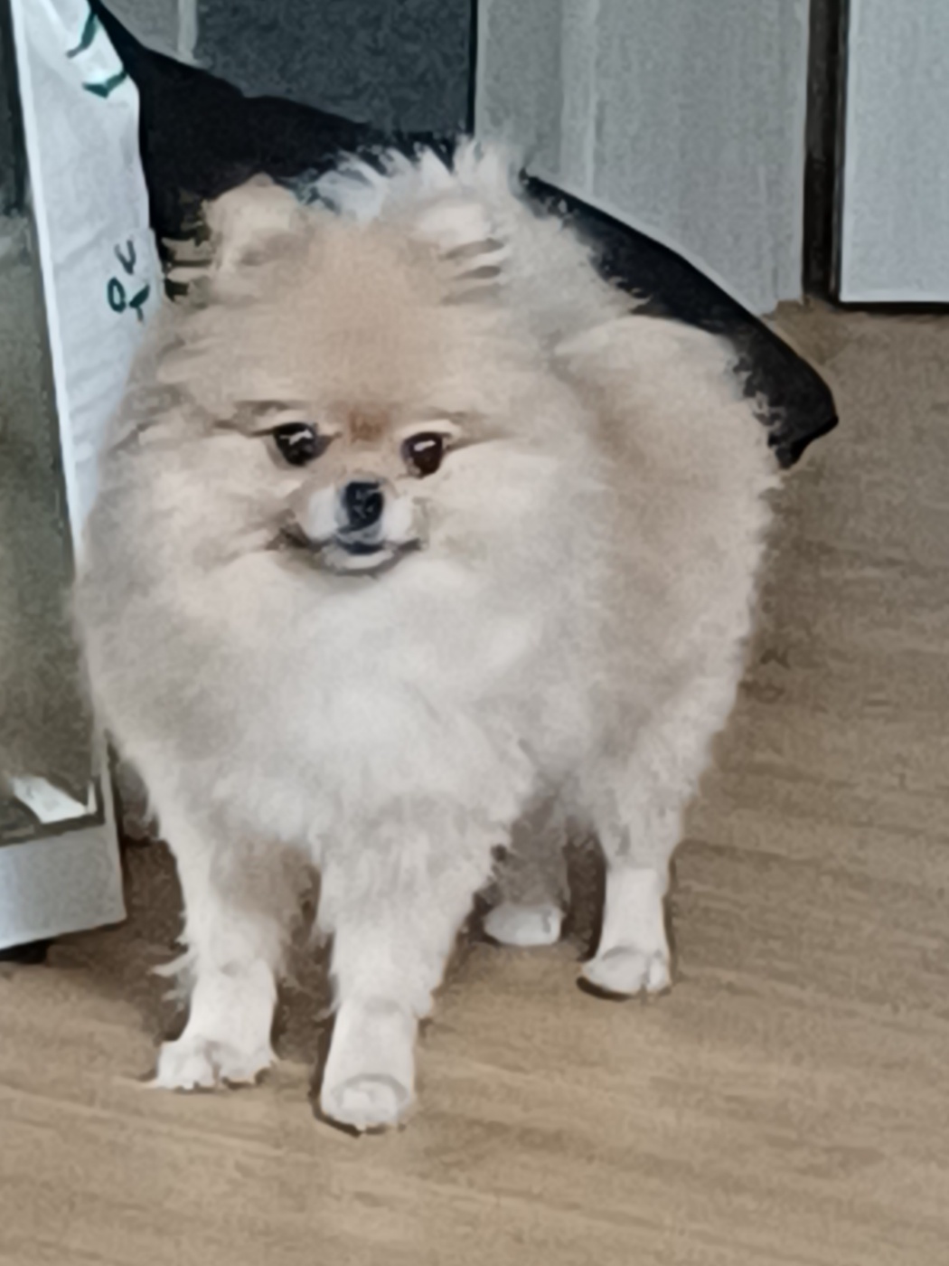 유기동물 발견 신고 | 강아지 고양이 구조 보호중 - 펫찾기 24번째 사진