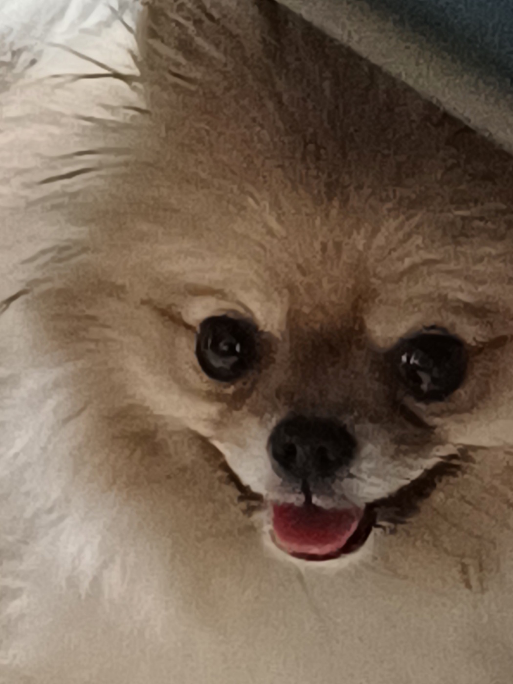 유기동물 발견 신고 | 강아지 고양이 구조 보호중 - 펫찾기 23번째 사진