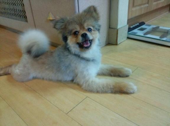 유기동물 발견 신고 | 강아지 고양이 구조 보호중 - 펫찾기 11번째 사진