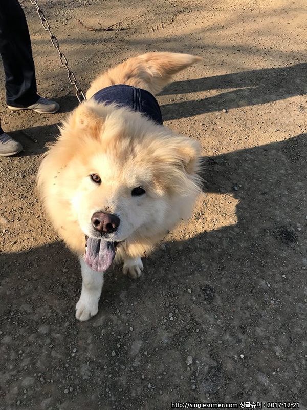 대부남동 차우차우 믹스 남아 보호중 3번째 사진