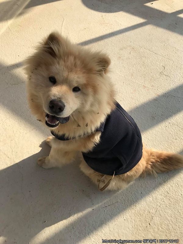 대부남동 차우차우 믹스 남아 보호중 2번째 사진