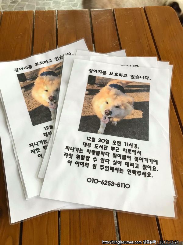 대부남동 차우차우 믹스 남아 보호중