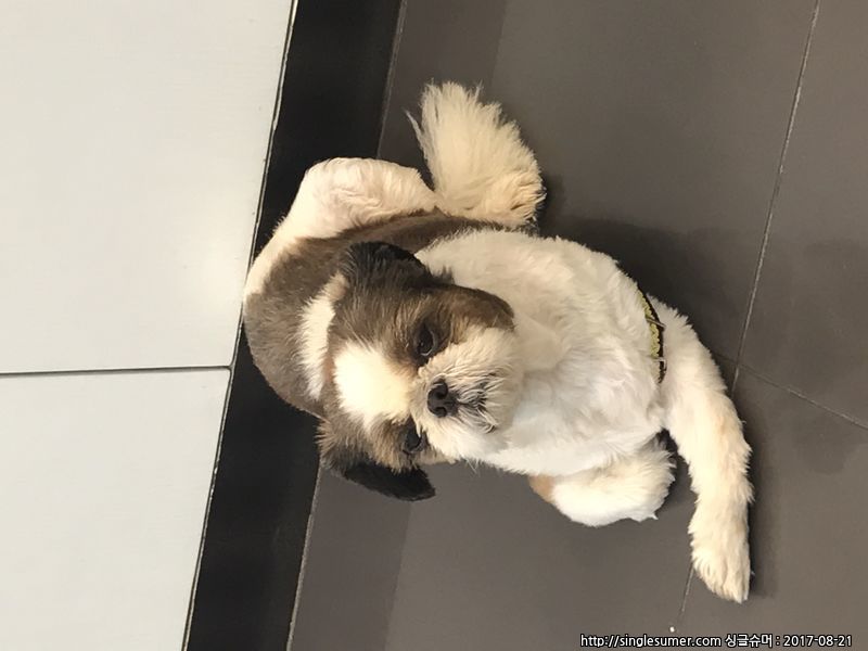 유기동물 발견 신고 | 강아지 고양이 구조 보호중 - 펫찾기 5번째 사진